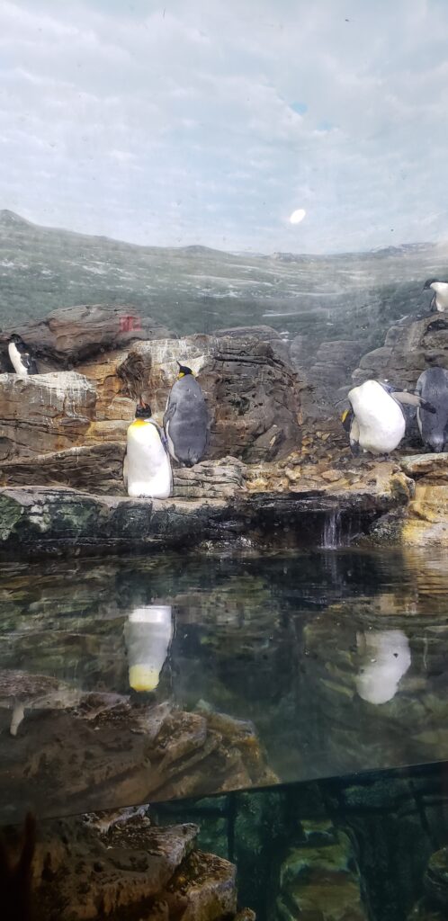 Cincinnati Zoo Penguins