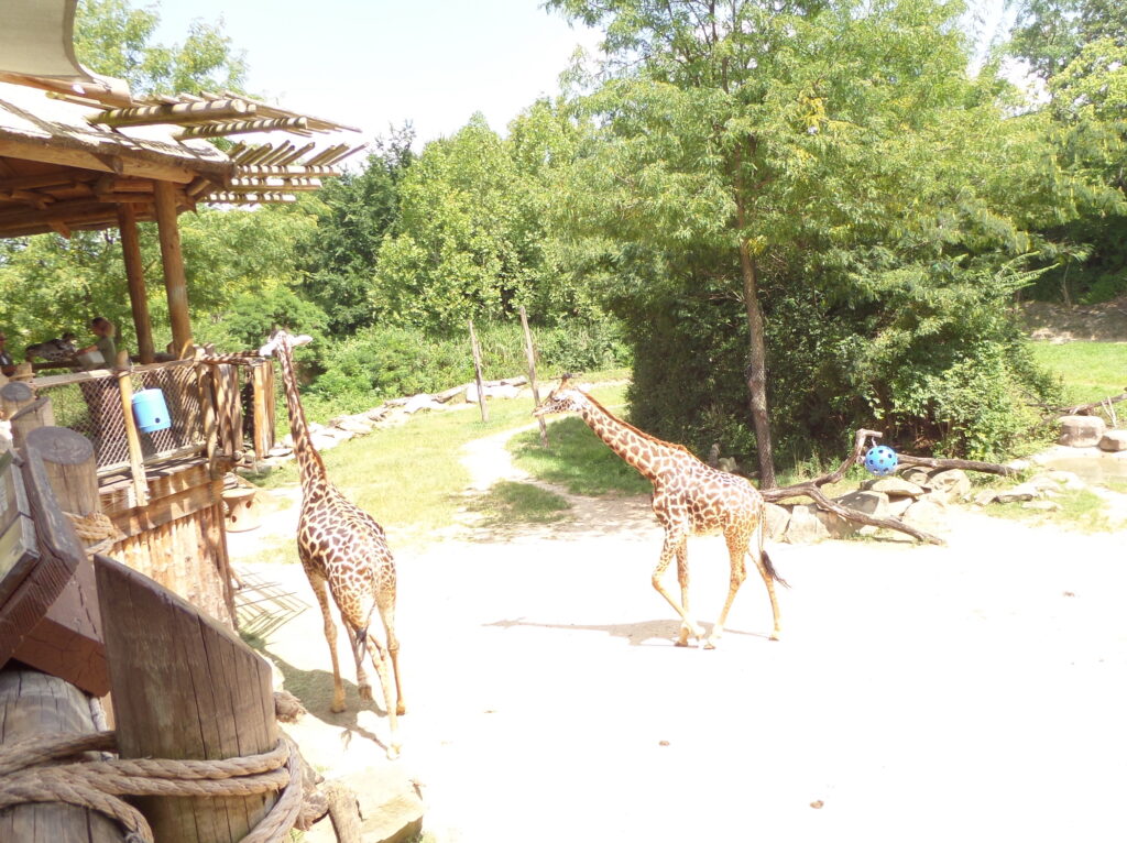 Masai Giraffe at teh Cincinnati Zoo