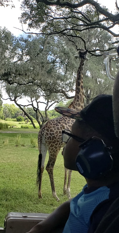 Giraffe view on the Safari