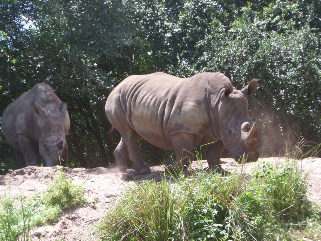 Rhino On Safari at Animal Kingdom